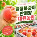 대원주 | [전라도여행]순천 월등면 복숭아 맛집, 대원농원 다녀온 내돈내산 후기