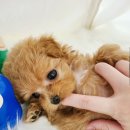 마마스미독 강아지분양 부산덕천점 이미지