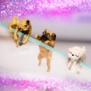 미미네강아지 이미지