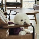 포레멍 | 파주 몽슈포레 애견카페 애견유치원 | 파주 운정 | 강아지 유치원 | 찐 후기