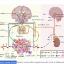 Re: 암 환자 bidirectional vagal-tumor axis와 정상인의 HRV 차이 2021 네이처 .. 파일럿 스터디!! 이미지