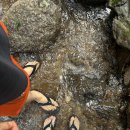 베니베럼 이미지