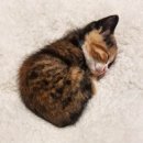 힐링퍼피 이미지