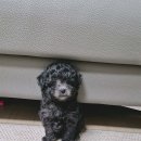 도그라이프 대구강아지분양 이미지