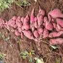 꿀고구마 호박고구마 섞어서포장팝니다 이미지