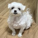 단하나피티 | 범계 피티 실패 후 4kg 감량 쥬비스 다이어트 솔직 후기