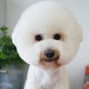 차차 이미지
