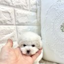 오독안심분양센터 강아지분양 고양이분양 시흥점 이미지