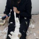 고양이미용실 나른하냥 이미지
