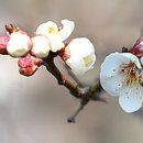 오월정(梧月亭) 네이버블로그