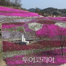 꽃가야 이미지