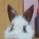 일리그루밍 이미지