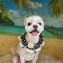 김포24시 힐 동물의료센터 이미지