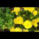 오 늘 (today) (수줍은 전설로 ) 이미지