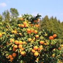 용달농장 이미지