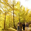 은행나무가든 이미지