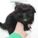 버디독 강아지분양 안심분양센터 김포점 이미지