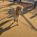 쥬쥬랜드 이미지