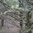 물영아리오름 이미지