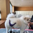 유지네 애견미용샵 이미지