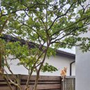 네이처러스 판포나일 이미지