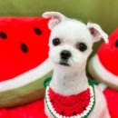 댕스타일 이미지