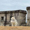 조이애견(Joy kennel) | 청도 가볼만한 곳 청도 애견동반 산책스팟 청도읍성 대구근교 드라이브하기 좋은 곳