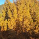 장태산 자연 휴양림 이미지