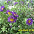 선산대로-20 이미지