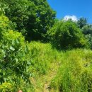 대광리 | 🌾 [경기 연천 대광리] 추석 성수기 전 미리 진행한 개인묘지 벌초 작업 후기