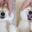 디또뷰티