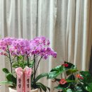 팬더아파트 | 오전 꽃배달 완료!-둔포 이지더원아파트 생일축하 호접난 &amp; 아산 중부팬더아파트 안스리움 화분 배달후기