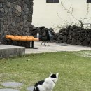 감성댁 | 서귀포 중문 감성카페 이정의댁 내돈내산 후기(댁만이🐈🐈‍⬛, 디저트 추천)