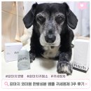 감초한방병원 | 강아지 외이염 한방성분 앰플 귀세정제 3주 케어 후기