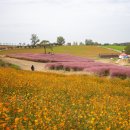 안성버스터미널 택시정류장 이미지