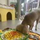 땡큐 베리 도그 이미지