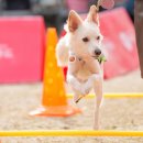 놀러오개 이미지