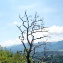 2024.08.18. 정기산행-충북 괴산 성불산成佛山(530m)~성불산 자연휴양림 이미지