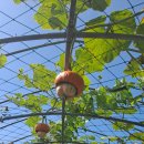 성마루농장 이미지