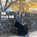 [경기도] 수원근교 3월 봄꽃 당일치기 가까운곳 '양평 산수유 정보화 마을' 개화현황