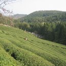 차밭매점 이미지