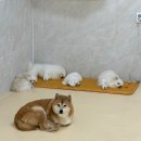 멍삼이네 이미지