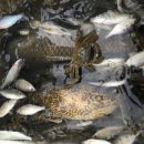 한탄강식당 이미지