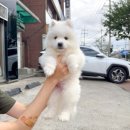 컴투펫 강아지분양 고양이분양 인천본점 | 인천강아지분양 컴투펫 인천점에서 만나는 다양한 견종과 고양이 분양 정보