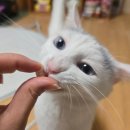 고양이 동결건조 간식 캣모아 큐트릿 솔직 후기, 젤루와 조아도 반한 기호성