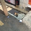 꼬지사와 이미지