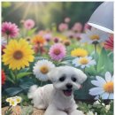 아리스타펫 이미지