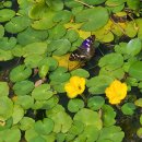 노랑고개 이미지