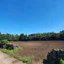 선인민박 이미지