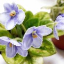 도도버드 이미지